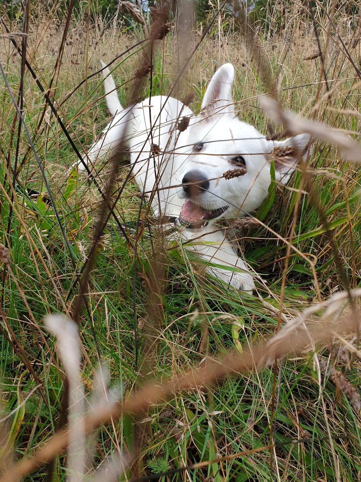 Hvid Schweizisk Hyrdehund Egeborgs amasing peppe (Herman)  billede 1