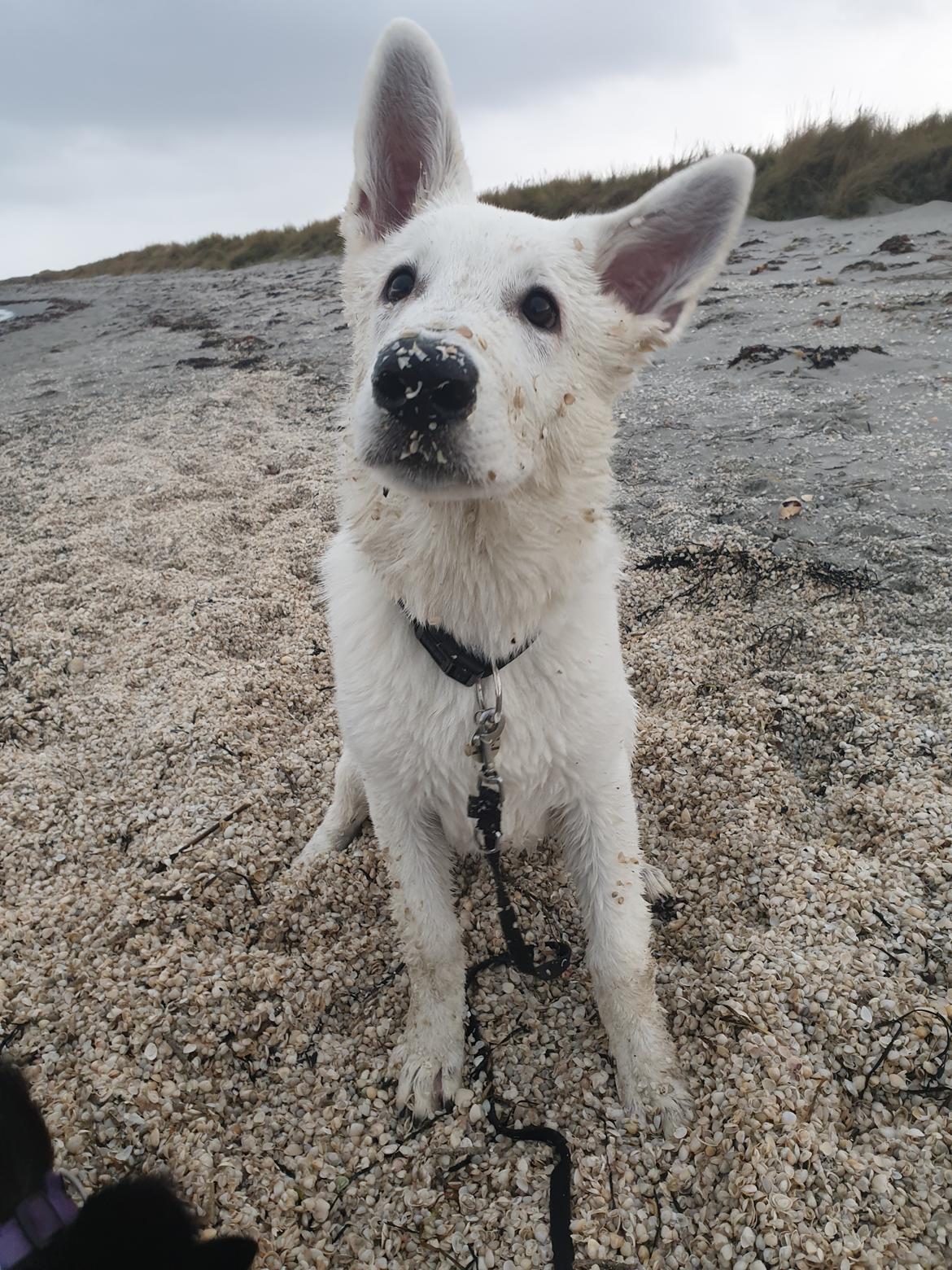 Hvid Schweizisk Hyrdehund Egeborgs amasing peppe (Herman)  billede 4