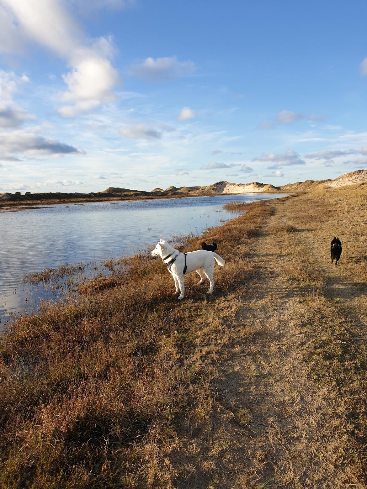 Hvid Schweizisk Hyrdehund Egeborgs amasing peppe (Herman)  billede 6