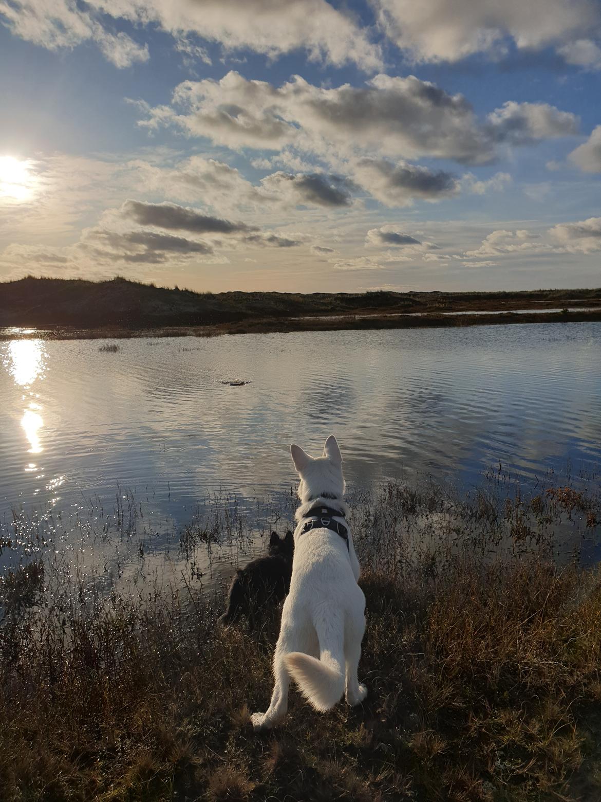 Hvid Schweizisk Hyrdehund Egeborgs amasing peppe (Herman)  billede 7