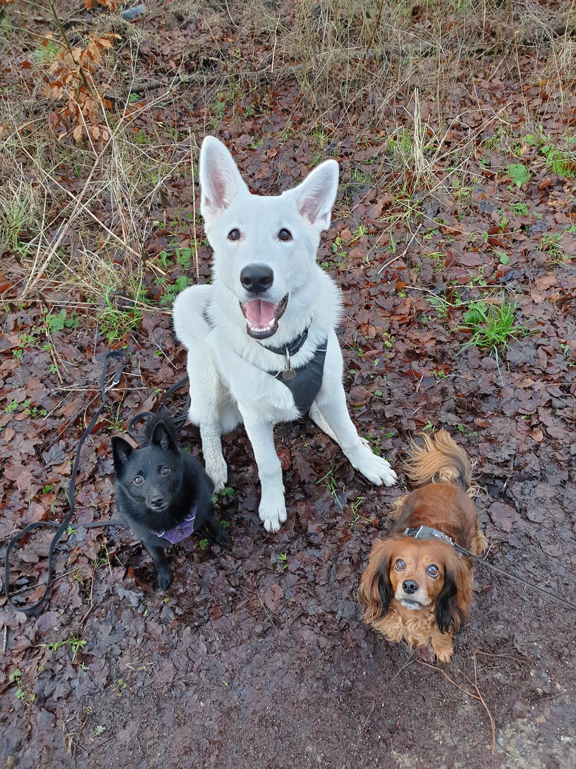 Hvid Schweizisk Hyrdehund Egeborgs amasing peppe (Herman)  billede 11