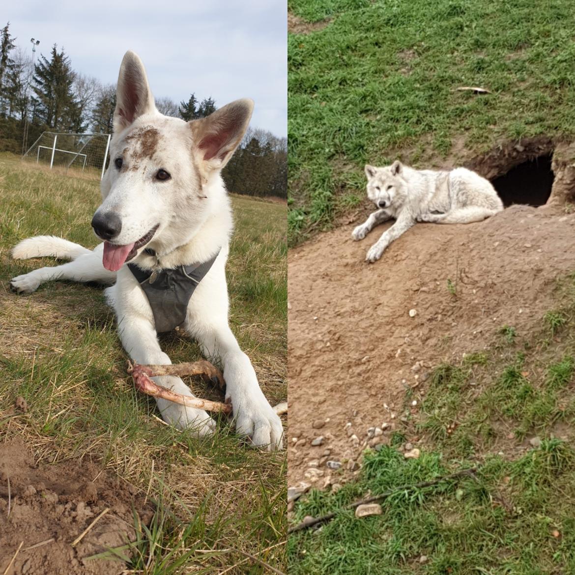 Hvid Schweizisk Hyrdehund Egeborgs amasing peppe (Herman)  billede 18