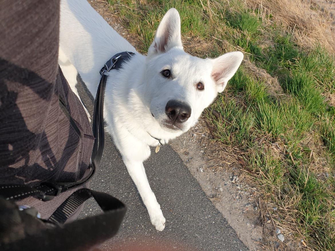 Hvid Schweizisk Hyrdehund Egeborgs amasing peppe (Herman)  billede 20