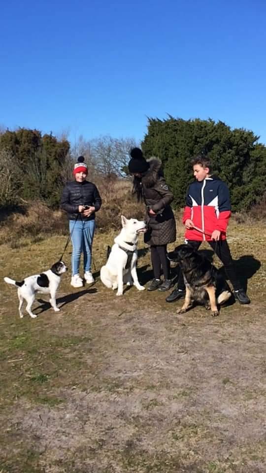 Hvid Schweizisk Hyrdehund Egeborgs amasing peppe (Herman)  billede 17