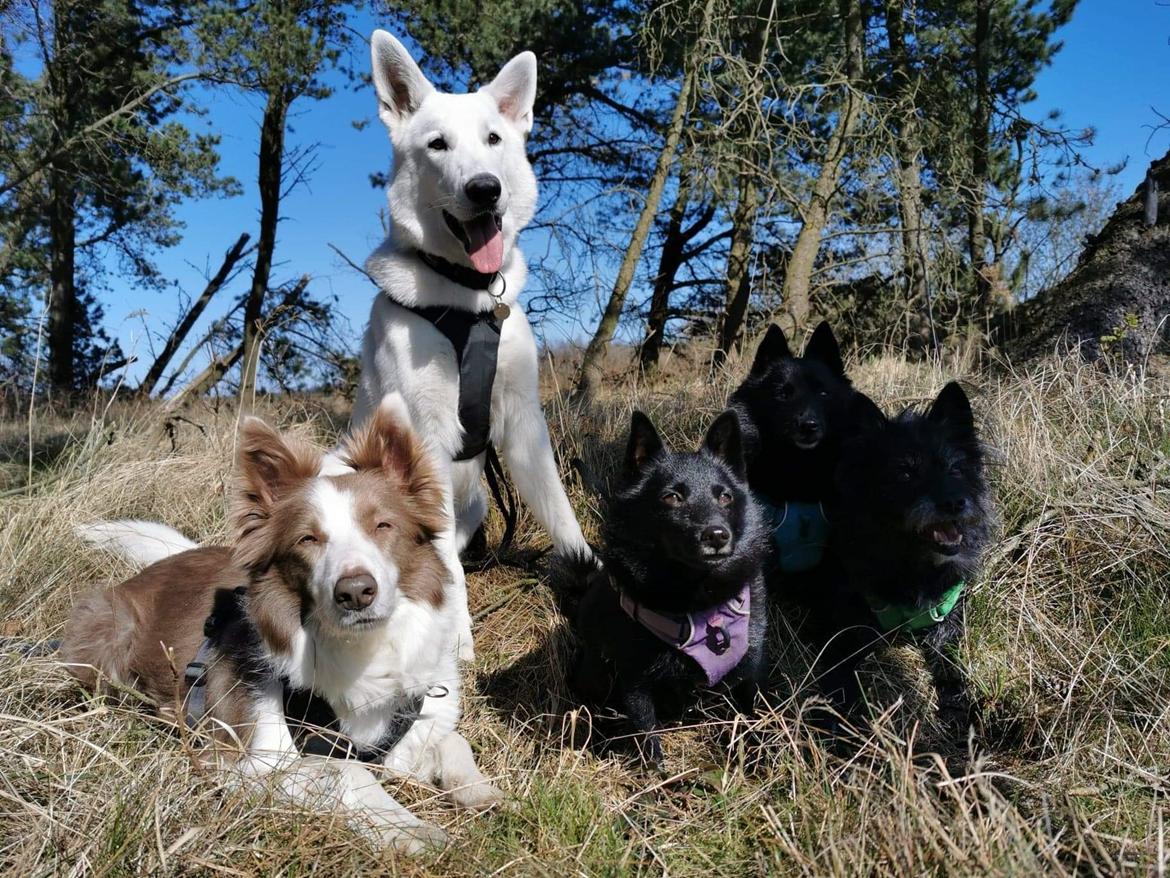 Hvid Schweizisk Hyrdehund Egeborgs amasing peppe (Herman)  billede 21