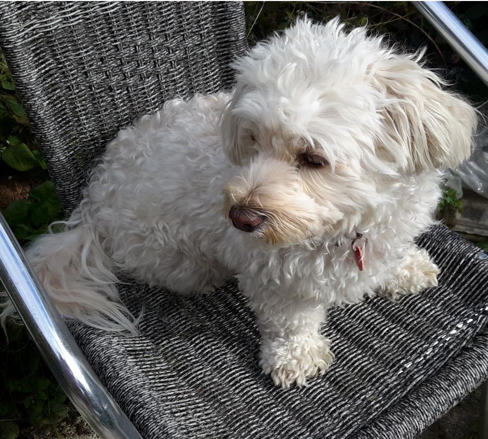 Malteser Liva billede 14