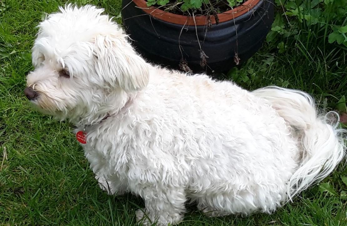 Malteser Liva billede 15