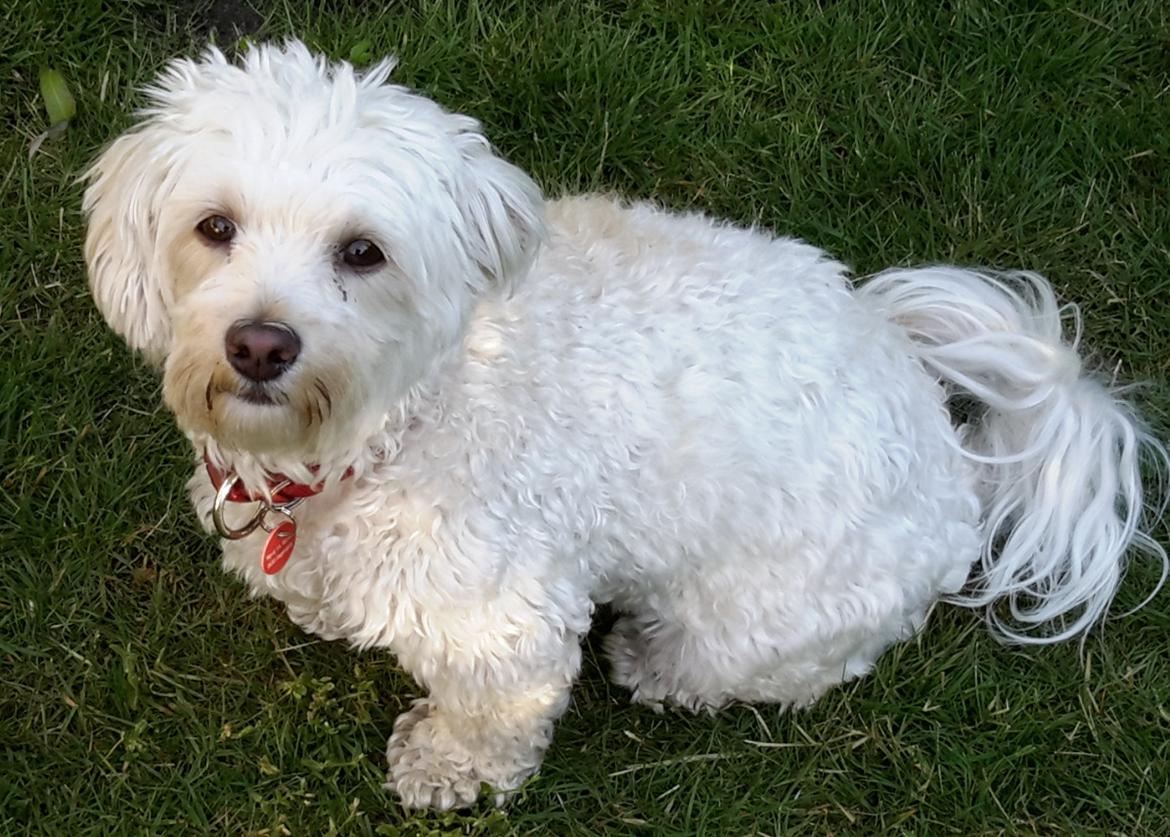 Malteser Liva billede 1