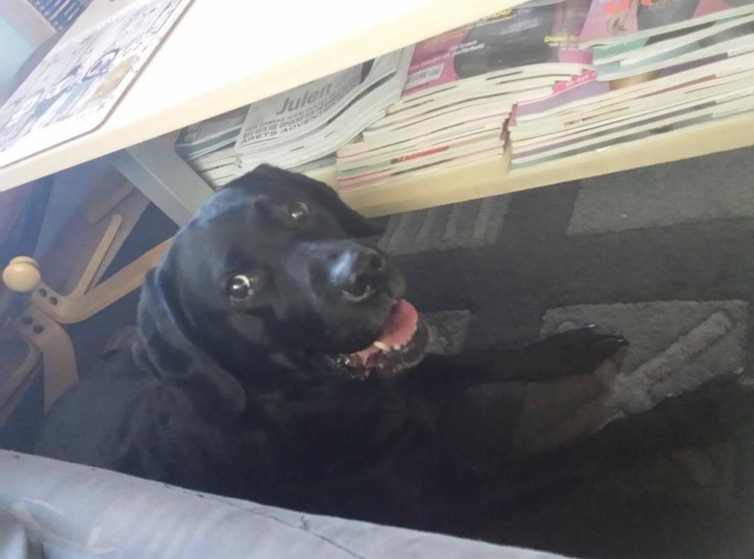 Labrador retriever Molly [himmelhund] billede 18