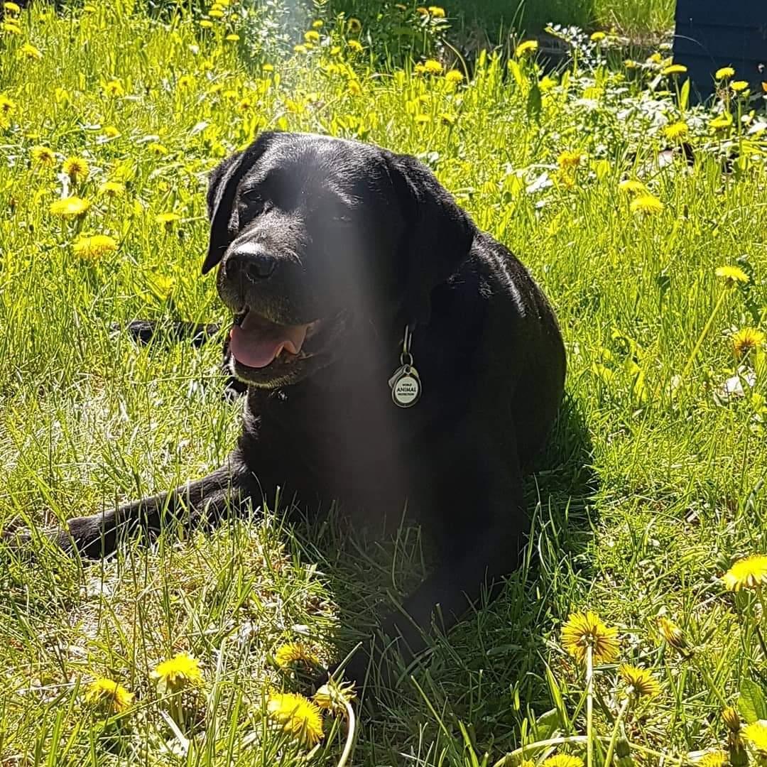 Labrador retriever Molly [himmelhund] billede 19