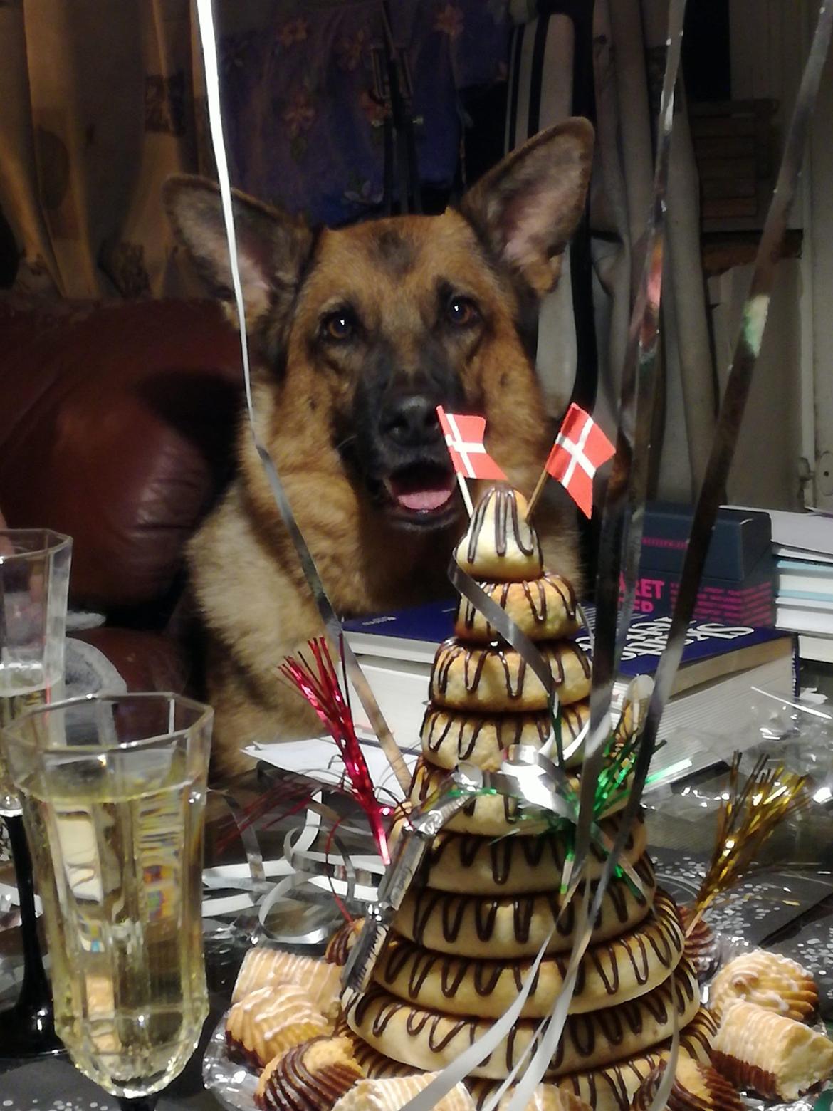 Schæferhund Alaya billede 1