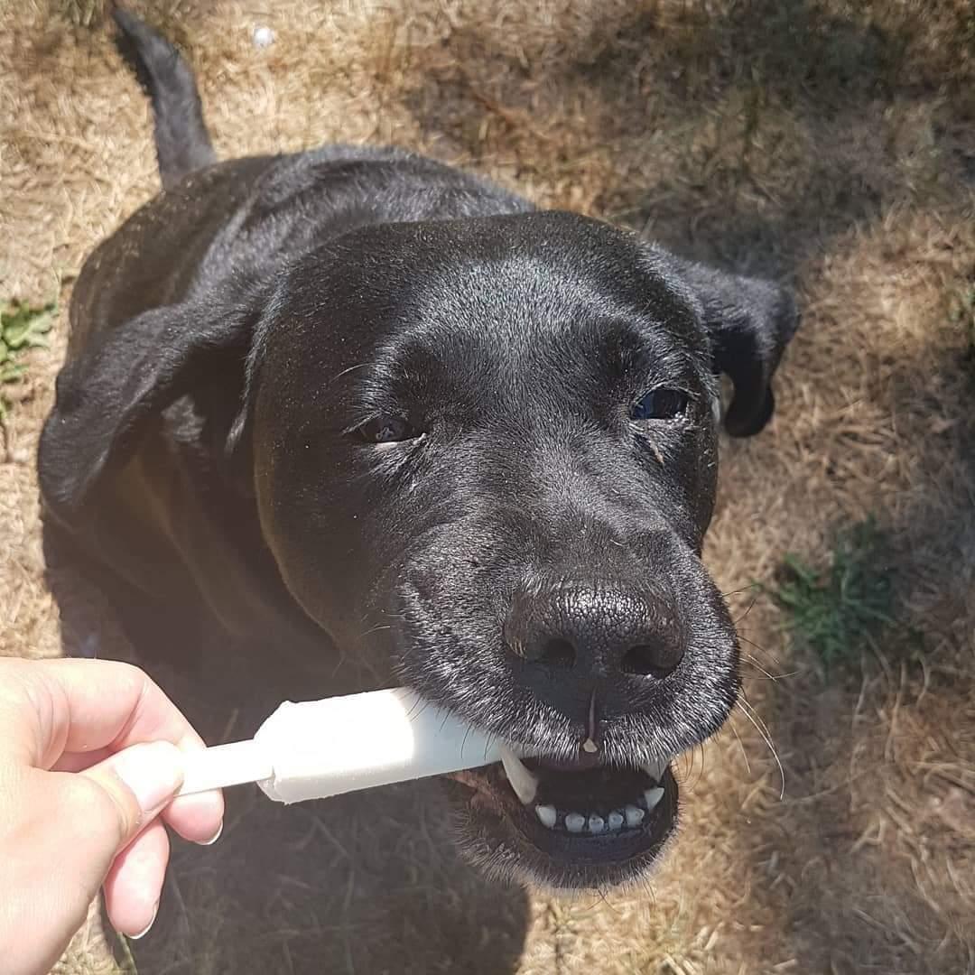 Labrador retriever Molly [himmelhund] billede 20