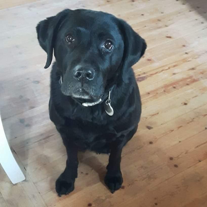 Labrador retriever Molly [himmelhund] billede 21