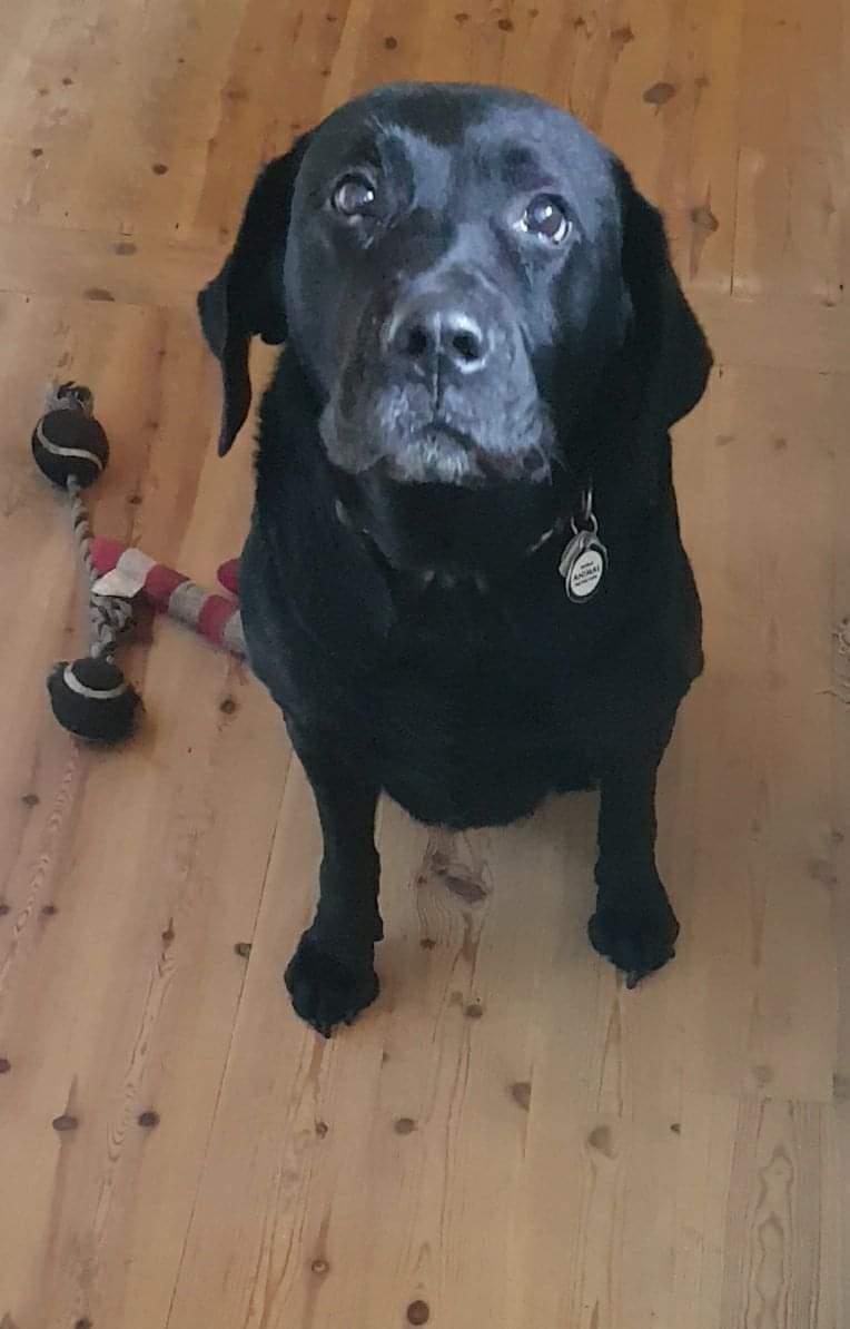 Labrador retriever Molly [himmelhund] billede 22