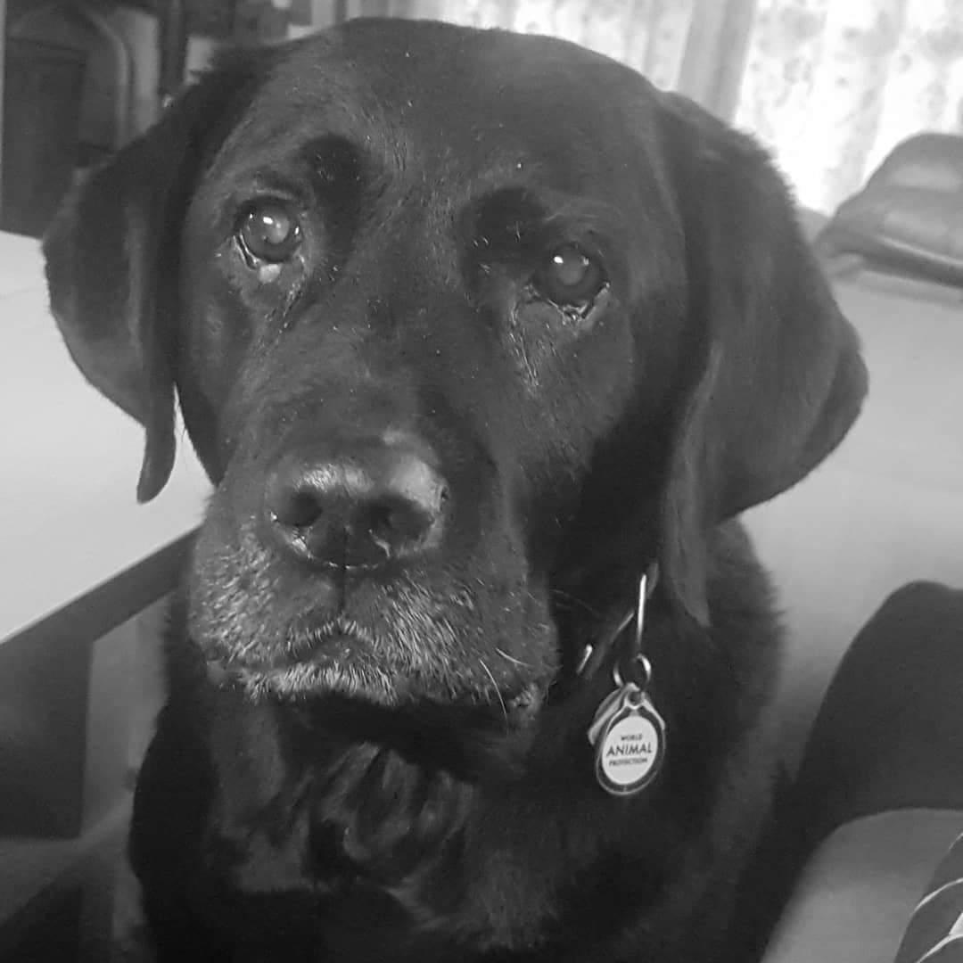 Labrador retriever Molly [himmelhund] billede 23