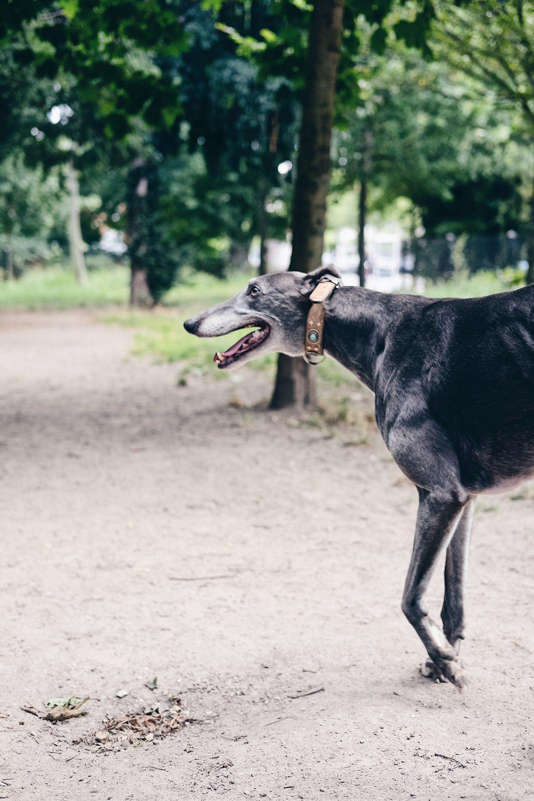 Greyhound Azul billede 22