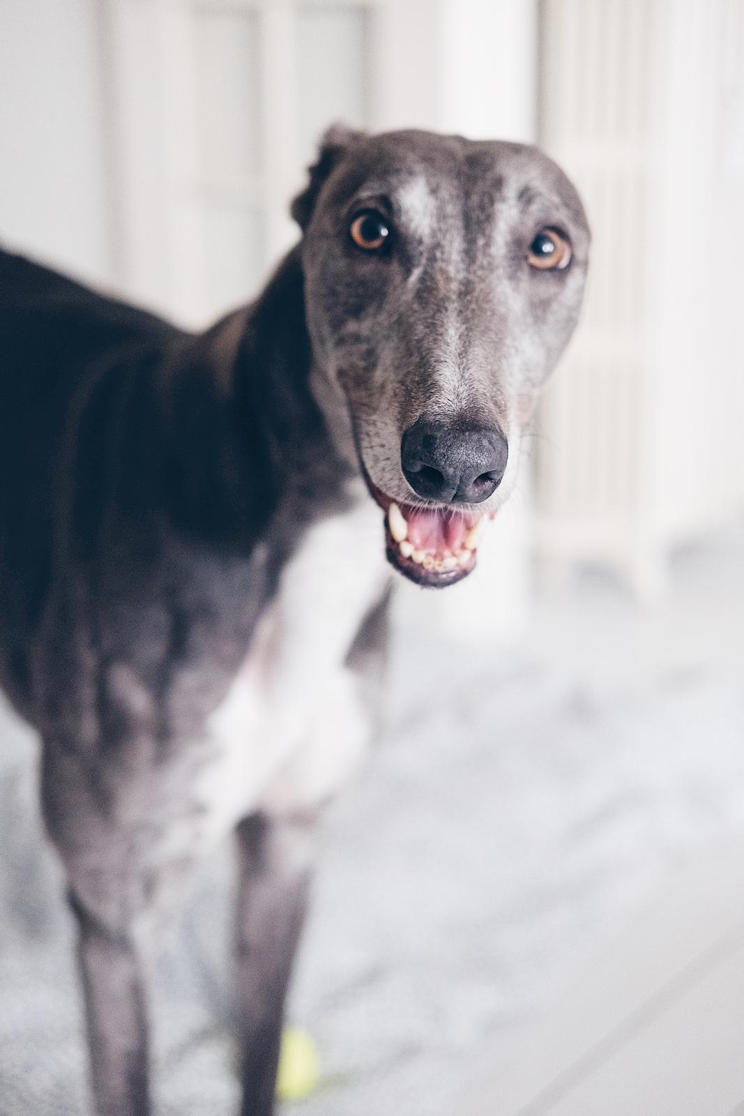 Greyhound Azul - BOOP billede 31