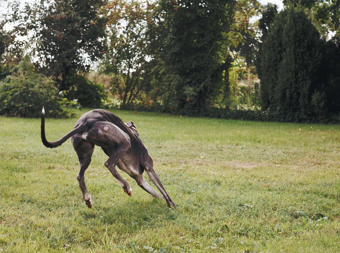 Greyhound Azul billede 15