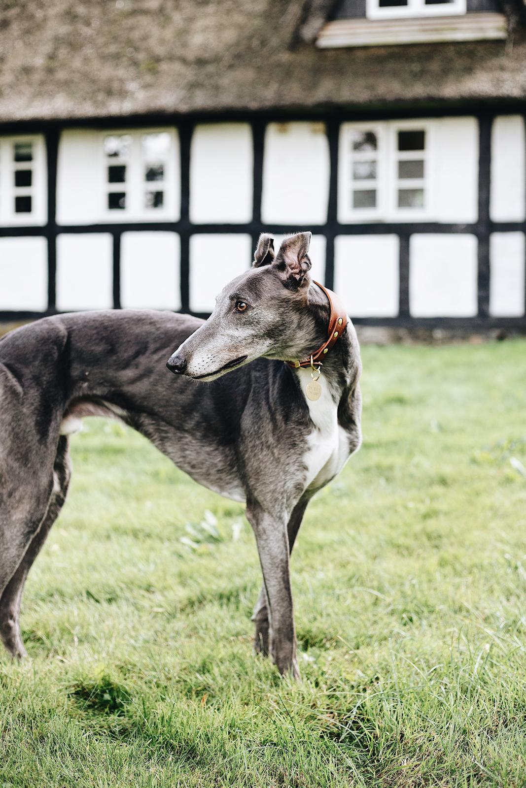 Greyhound Azul billede 1