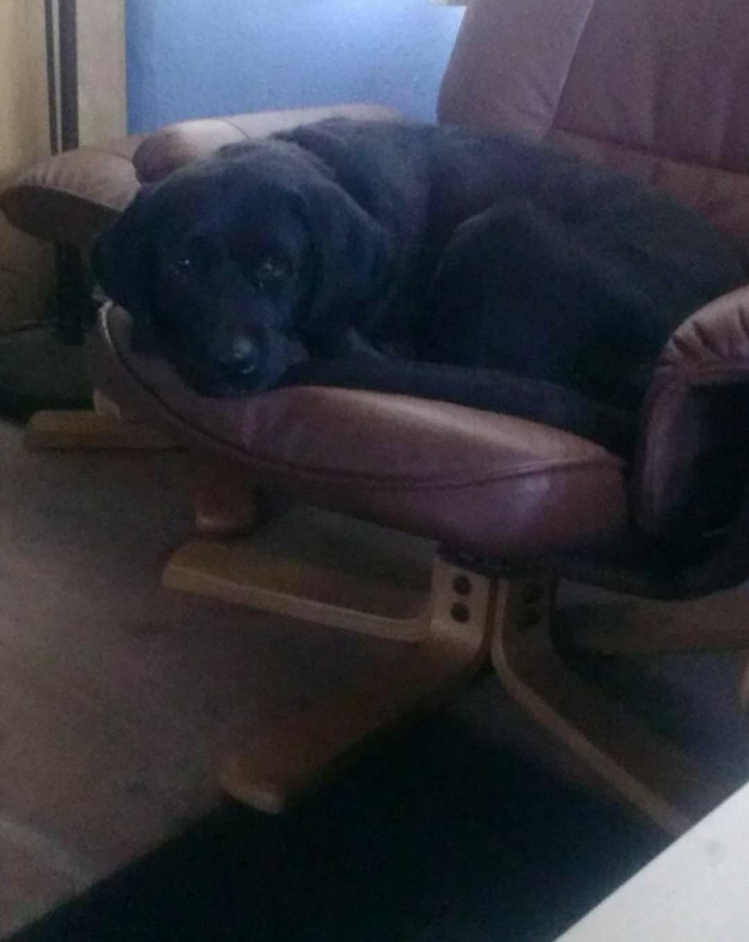 Labrador retriever Molly [himmelhund] billede 24