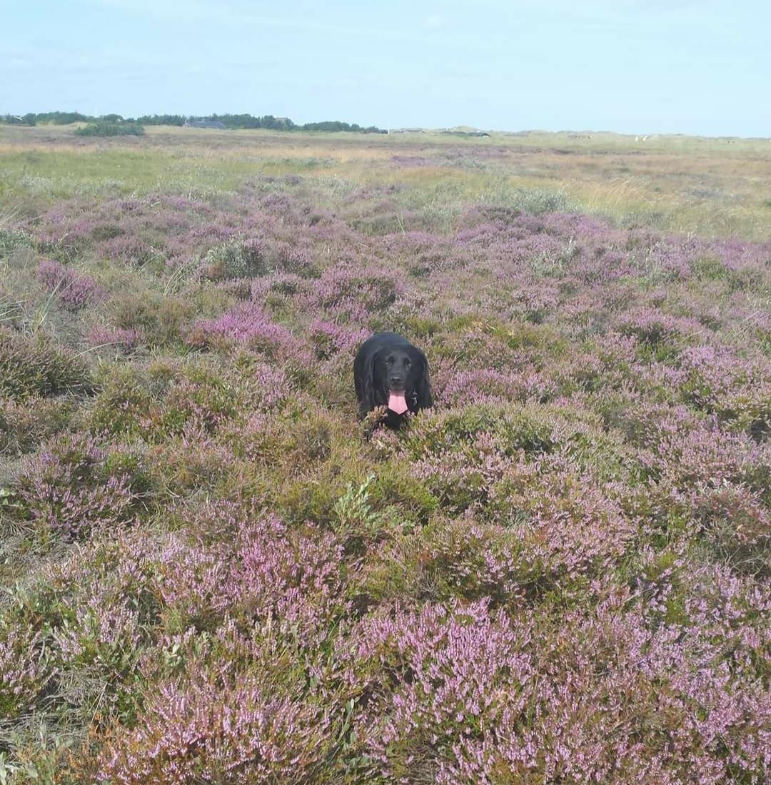 Labrador retriever Molly [himmelhund] billede 25