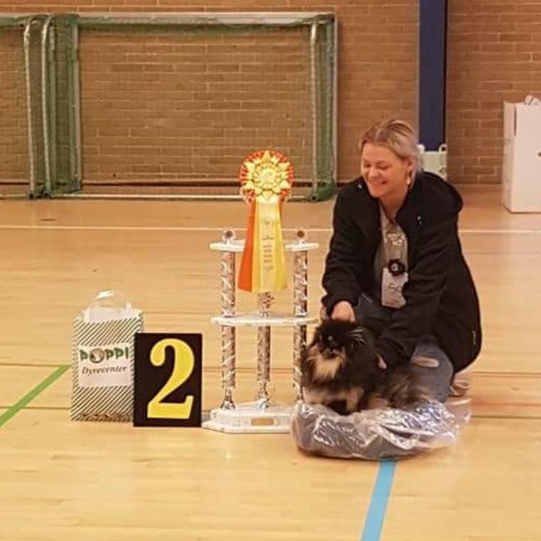 Pomeranian High Fly Chloé  billede 27
