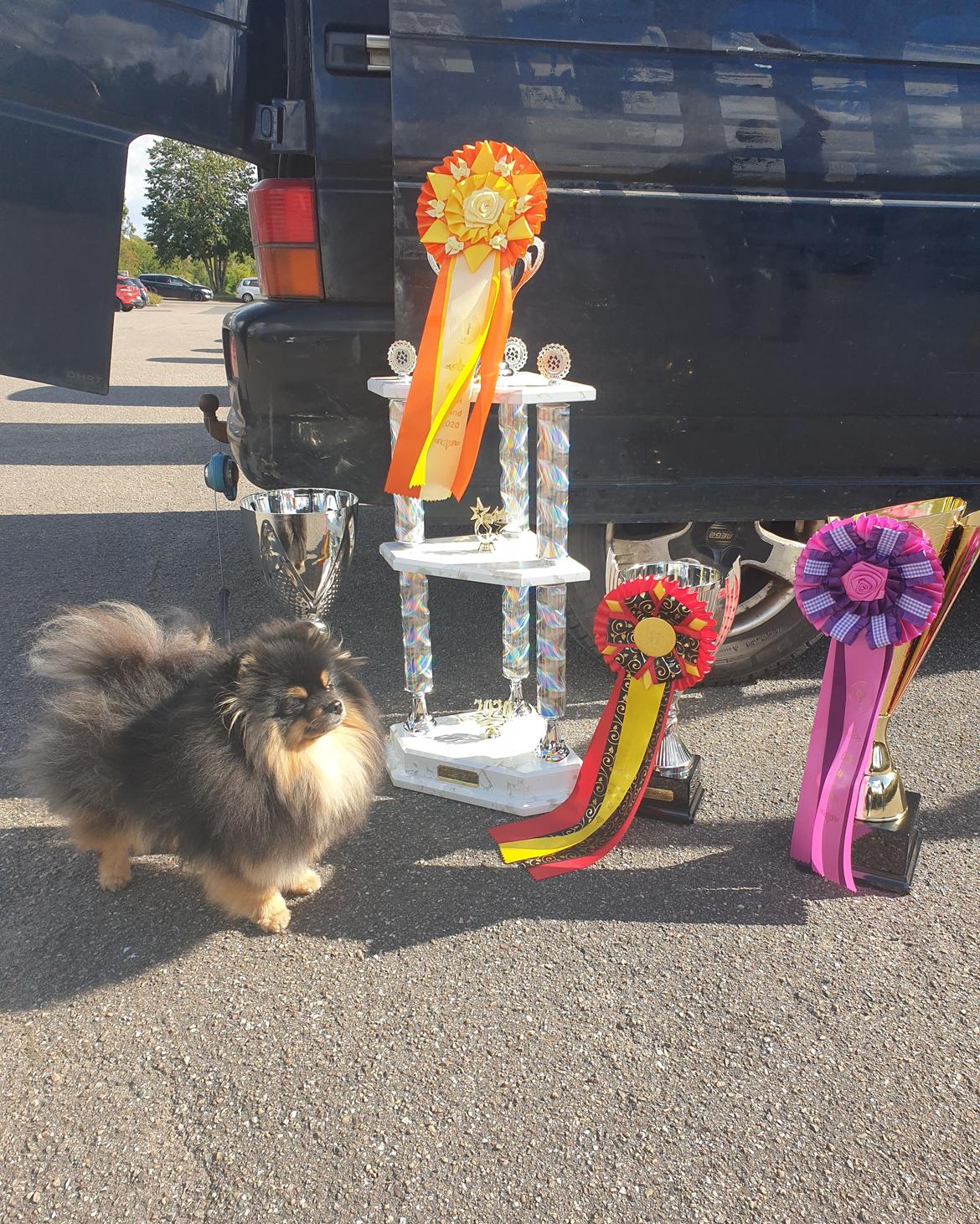 Pomeranian High Fly Chloé  billede 28