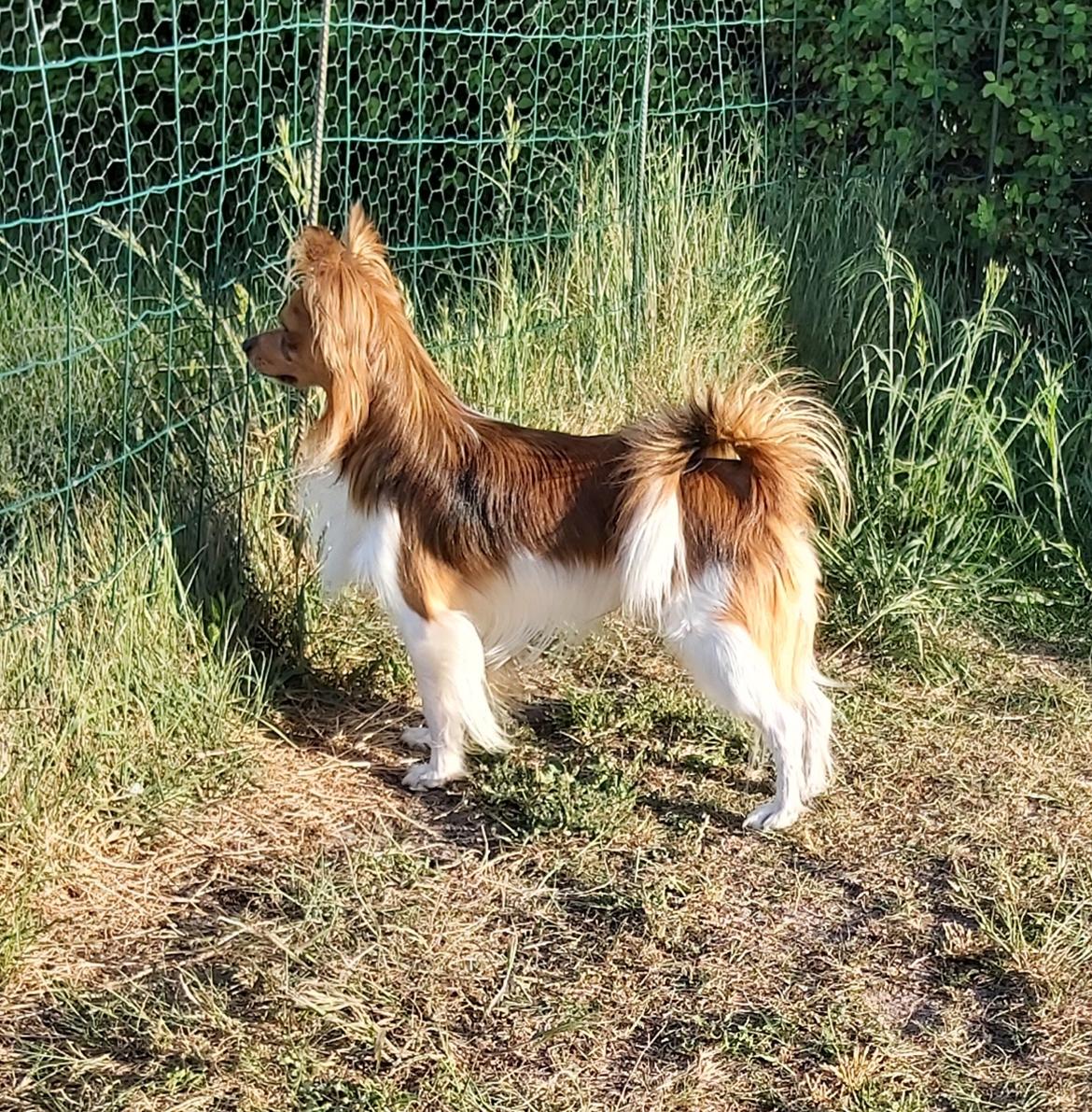 Papillon Funde *Mors* billede 2