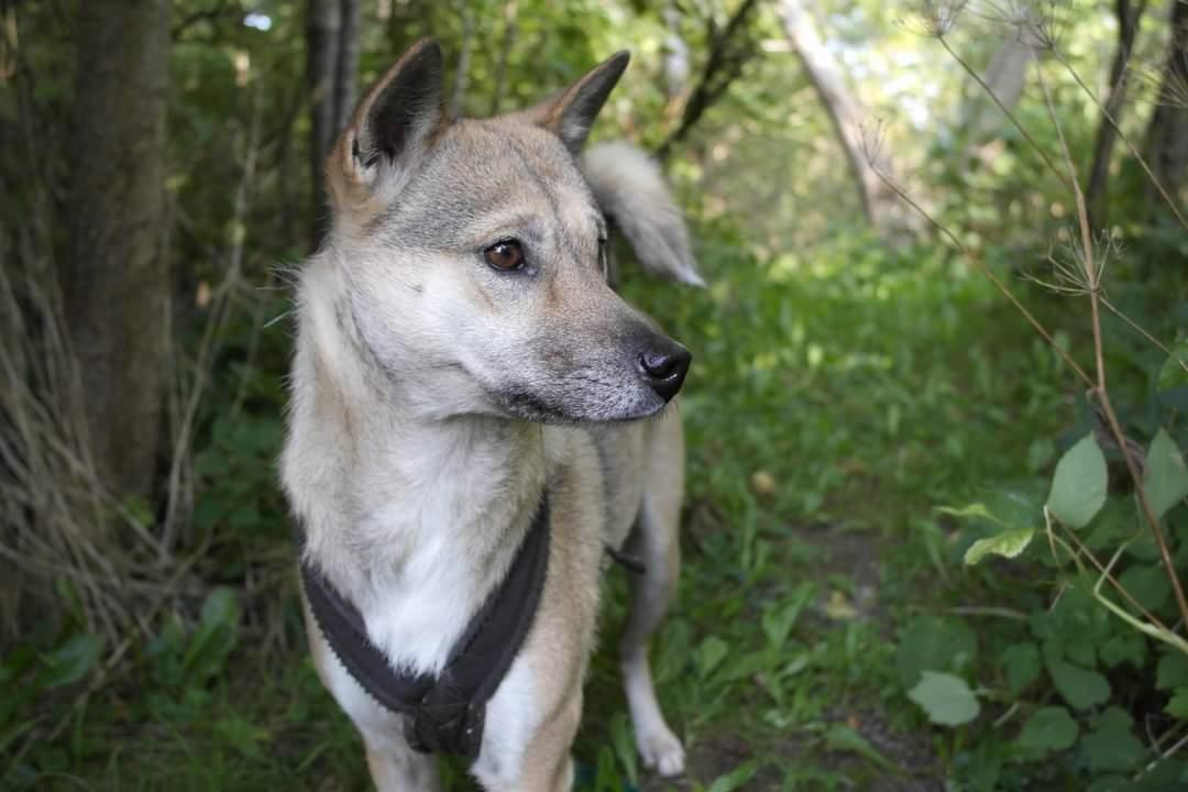 Kishu Hakuzan Ryousou Miyako billede 27