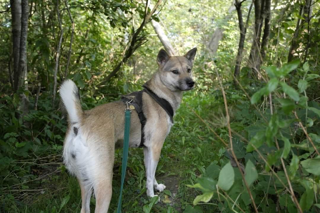 Kishu Hakuzan Ryousou Miyako billede 28