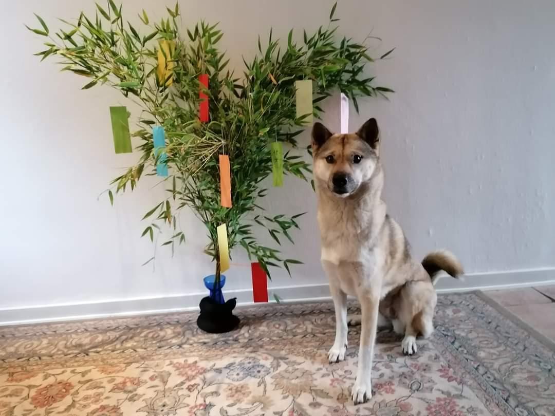 Kishu Hakuzan Ryousou Miyako billede 30