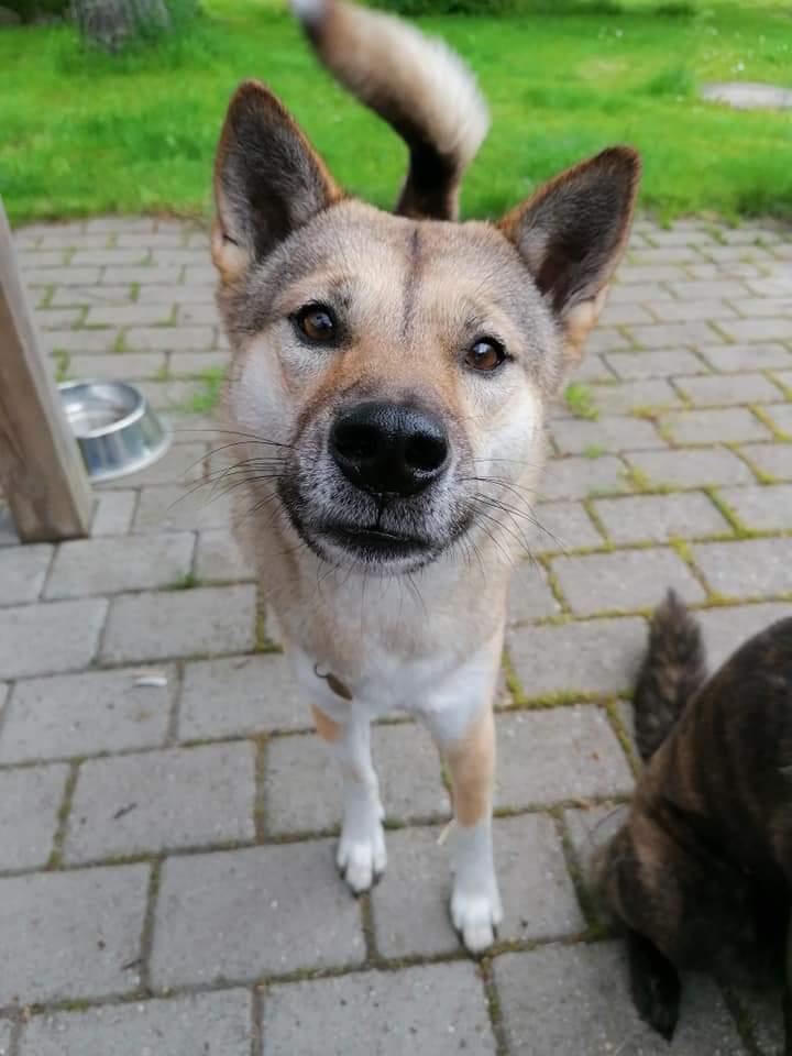 Kishu Hakuzan Ryousou Miyako billede 31