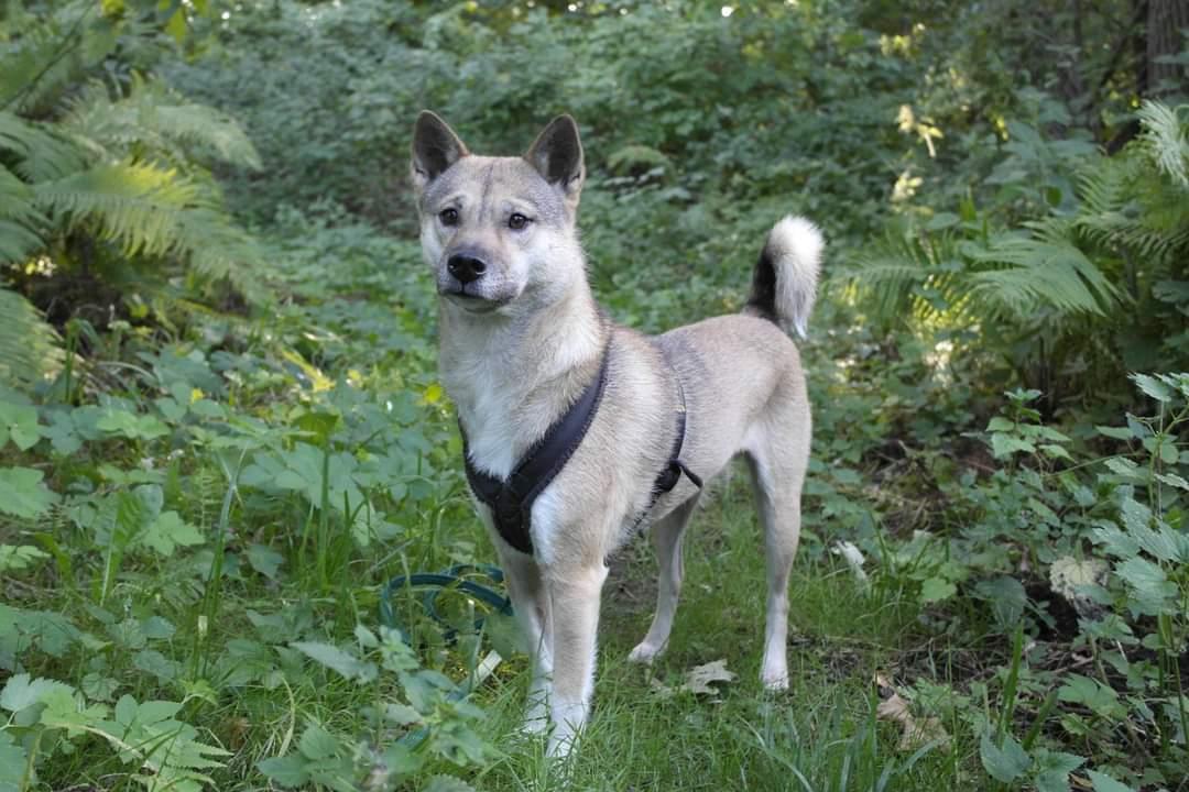 Kishu Hakuzan Ryousou Miyako billede 29