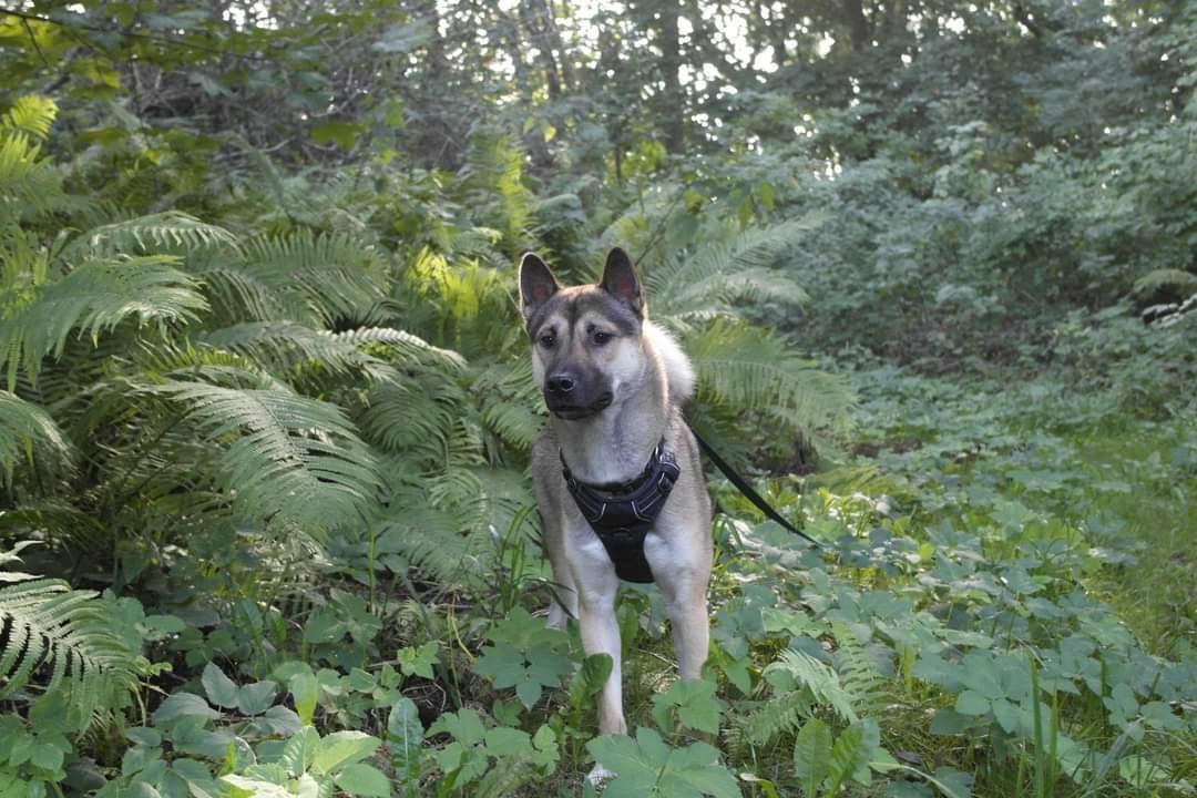 Kishu Amaterasu sai-no kawara billede 21