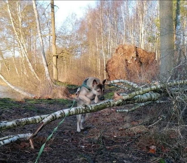 Kishu Amaterasu sai-no kawara billede 23