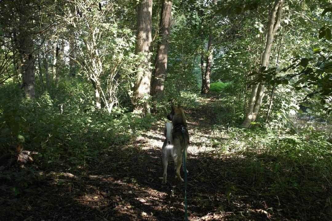 Kishu Amaterasu sai-no kawara billede 22