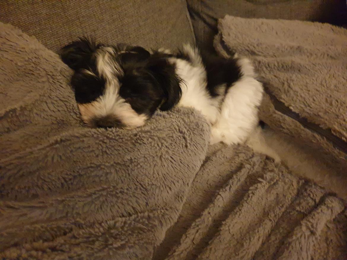 Bichon havanais Batman billede 2