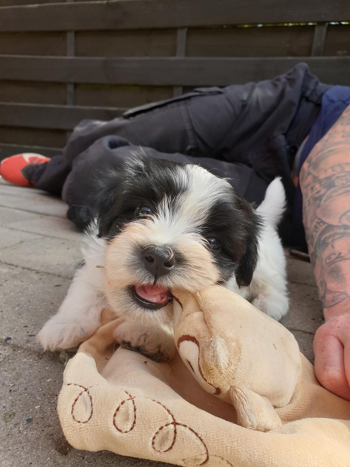 Bichon havanais Batman billede 7