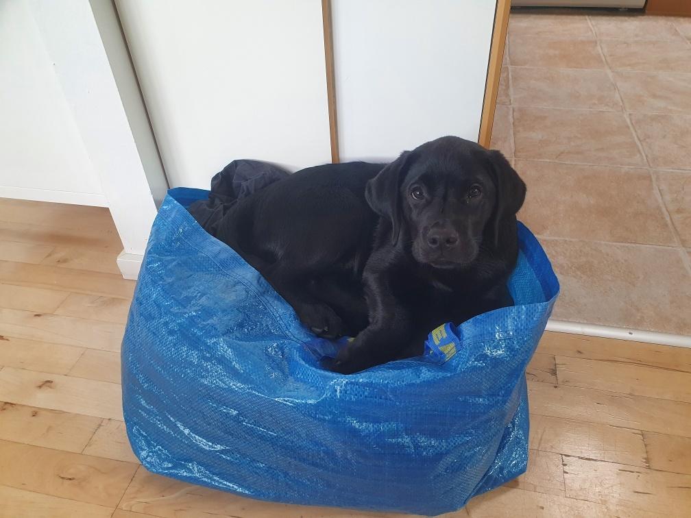 Labrador retriever Ludvig  billede 1