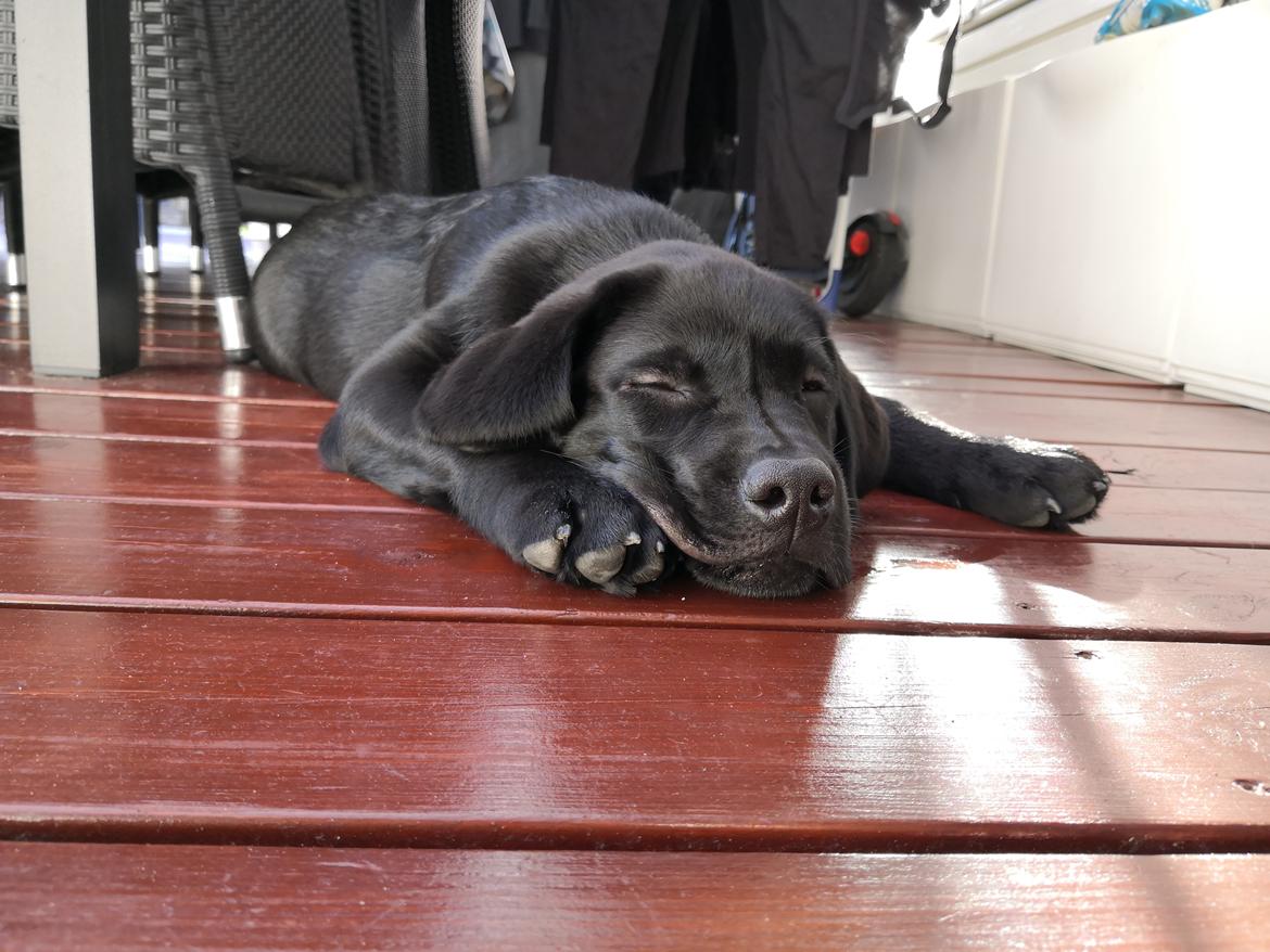 Labrador retriever Ludvig  billede 3