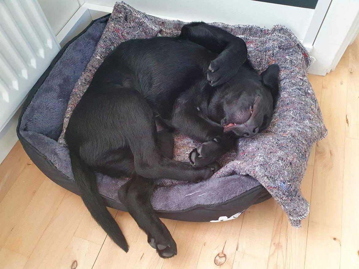 Labrador retriever Ludvig  billede 4