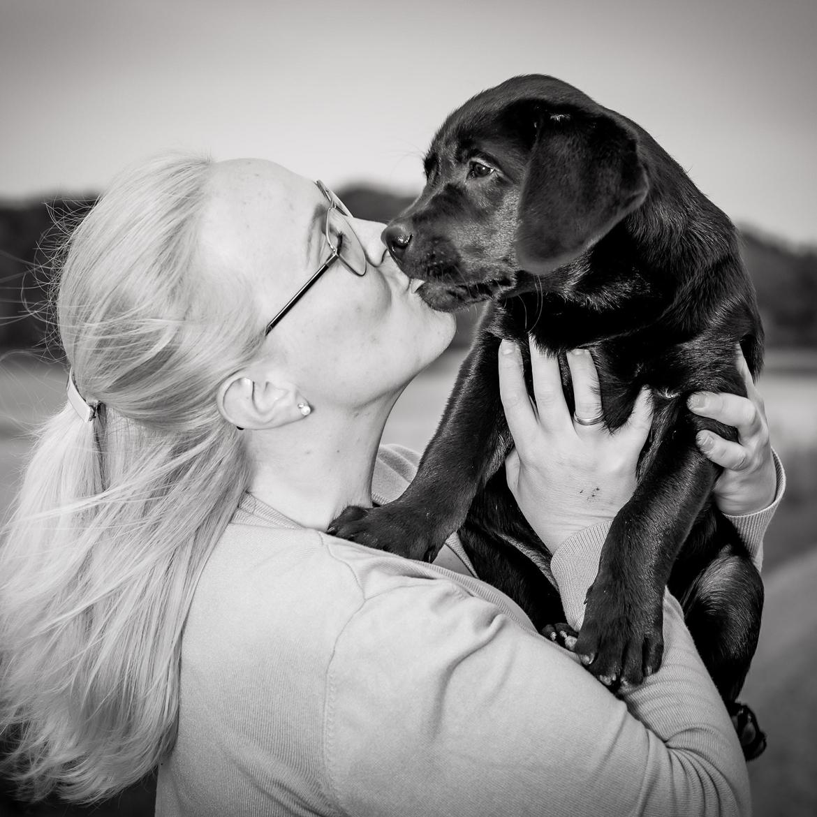 Labrador retriever Ludvig  billede 5