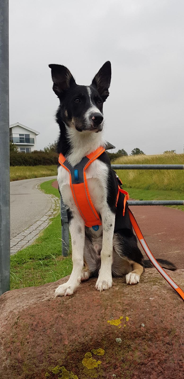 Border collie Lanstället's Chappy billede 2