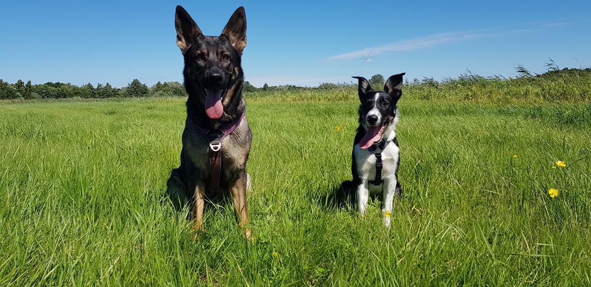 Border collie Lanstället's Chappy billede 3