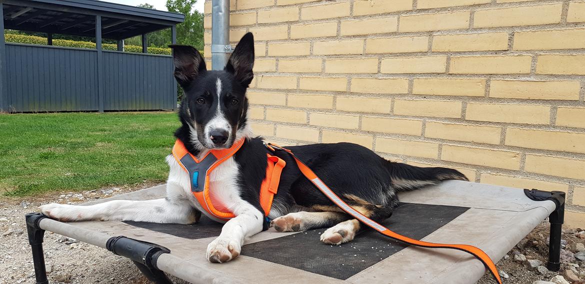Border collie Lanstället's Chappy billede 1