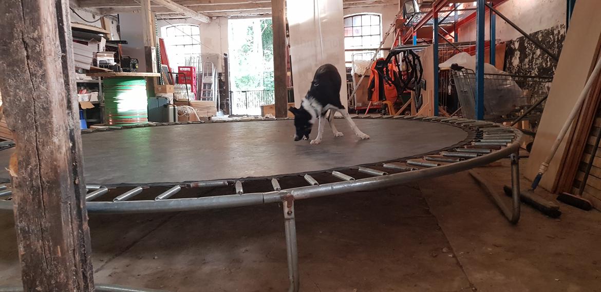 Border collie Lanstället's Chappy billede 4