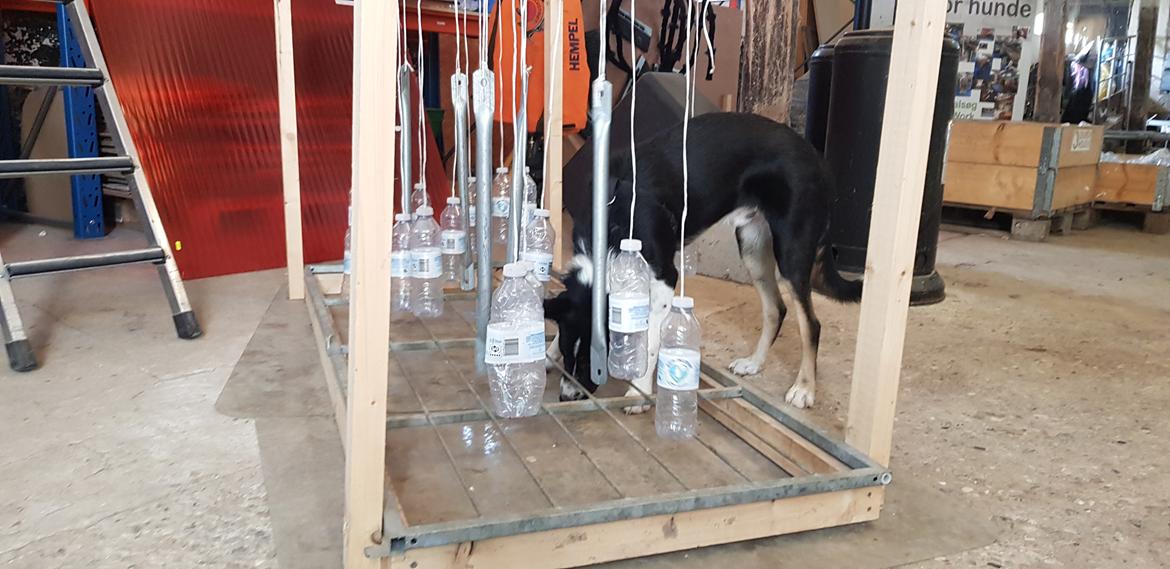 Border collie Lanstället's Chappy billede 5
