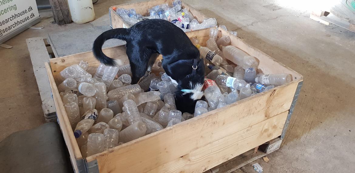 Border collie Lanstället's Chappy billede 6
