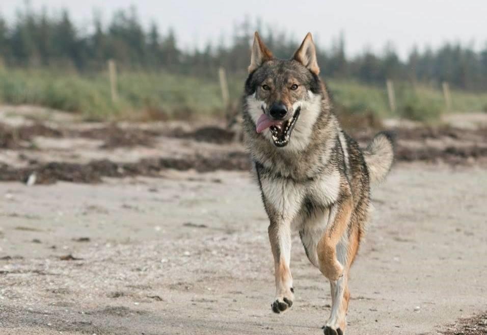 Tjekkoslovakisk ulvehund Rollo  billede 2