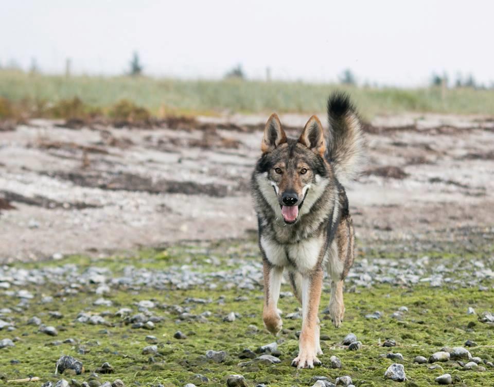 Tjekkoslovakisk ulvehund Rollo  billede 3